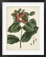 Antique Foliage & Fruit IV Framed Print