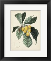 Framed Antique Foliage & Fruit VI