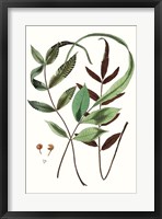 Fern Foliage II Framed Print