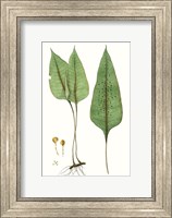 Framed Fern Foliage VI