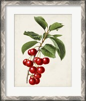 Framed Antique Fruit II