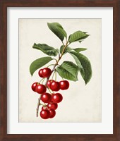 Framed Antique Fruit II