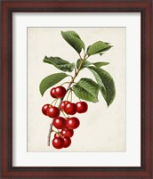 Framed Antique Fruit II