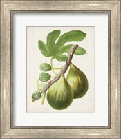 Framed Antique Fruit IV