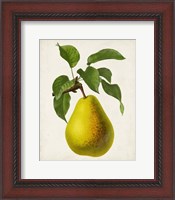 Framed Antique Fruit VII