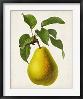 Framed Antique Fruit VII