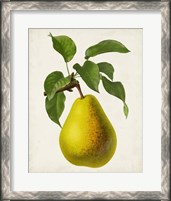 Framed Antique Fruit VII