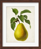 Framed Antique Fruit VII