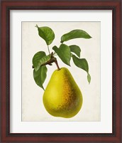 Framed Antique Fruit VII