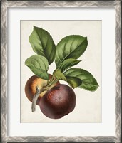 Framed Antique Fruit IX