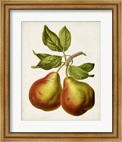 Framed Antique Fruit XI