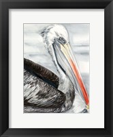 Framed Grey Pelican I