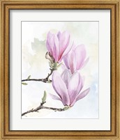 Framed Magnolia Blooms I