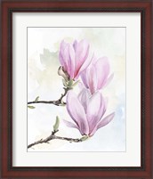 Framed Magnolia Blooms I