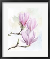 Magnolia Blooms I Framed Print
