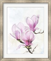Framed Magnolia Blooms II