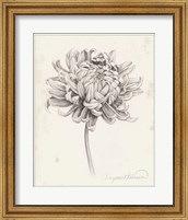 Framed Graphite Chrysanthemum Study I