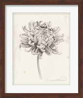 Framed Graphite Chrysanthemum Study I