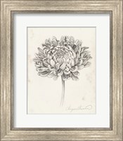 Framed Graphite Chrysanthemum Study II