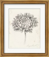 Framed Graphite Chrysanthemum Study II