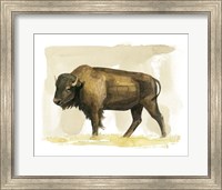 Framed Bison Watercolor Sketch II