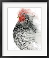 Framed Plymouth Rooster I