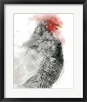 Plymouth Rooster II Framed Print