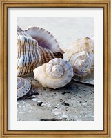 Framed Gifts of the Shore I