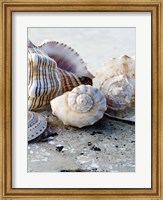Framed Gifts of the Shore I