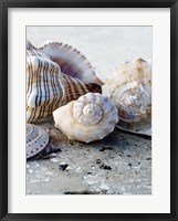 Framed Gifts of the Shore I