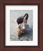 Framed Gifts of the Shore II