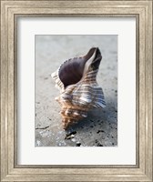 Framed Gifts of the Shore II