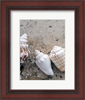 Framed Gifts of the Shore IV