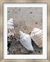 Framed Gifts of the Shore IV