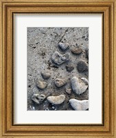 Framed Gifts of the Shore VI