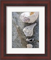 Framed Gifts of the Shore IX