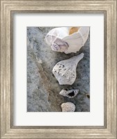 Framed Gifts of the Shore IX
