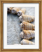 Framed Gifts of the Shore X