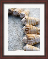 Framed Gifts of the Shore X