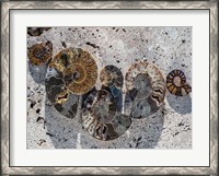 Framed Gifts of the Shore XIV