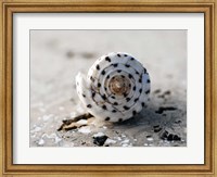 Framed Gifts of the Shore XVII
