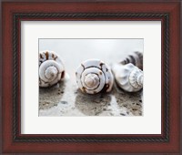 Framed Gifts of the Shore XVIII