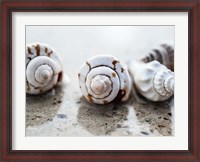 Framed Gifts of the Shore XVIII