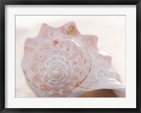 Framed Shell Portrait I