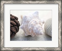 Framed Shell Portrait III