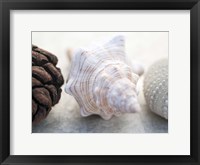 Framed Shell Portrait III