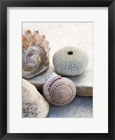 Framed Shell Portrait VII