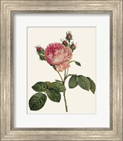 Framed Redoute's Rose I
