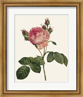 Framed Redoute's Rose I