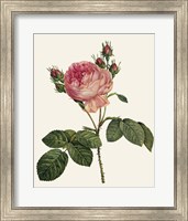 Framed Redoute's Rose I